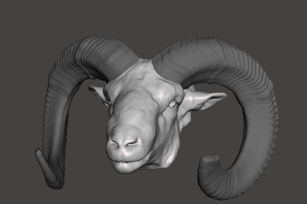 Moufflon head 3D OBJ Model — view 5