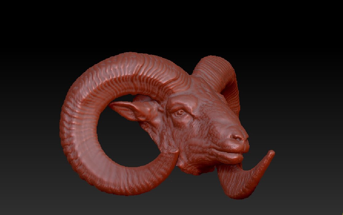 Moufflon head 3D OBJ Model — view 7