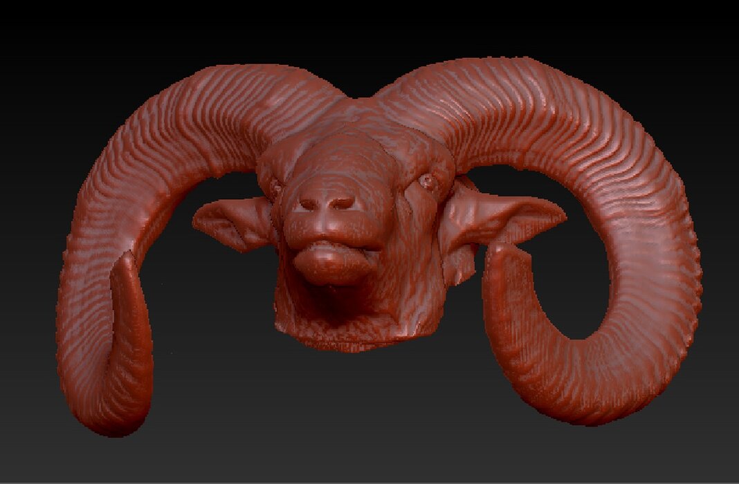 Moufflon head 3D OBJ Model — view 8