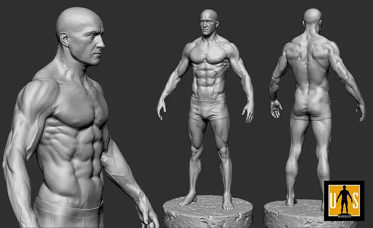 male anatomy study 3D ZTL Model