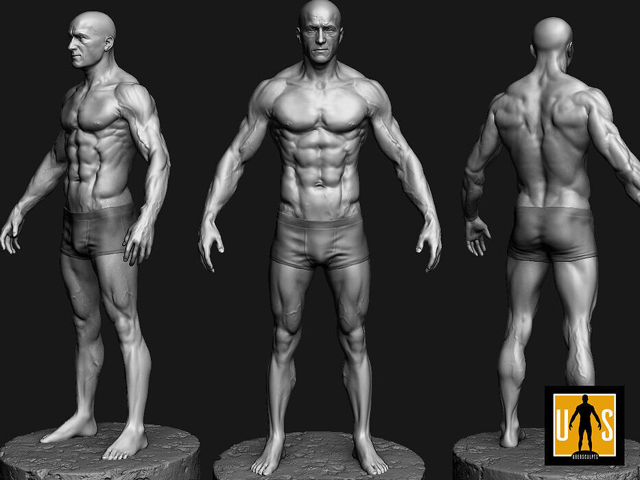 male anatomy study 3D ZTL Model — view 2