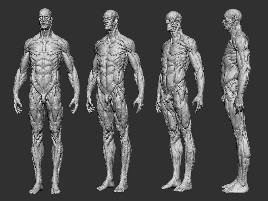 Anatomy human 3D OBJ Model — view 2