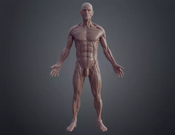 Ecorche for printing 3D OBJ Model