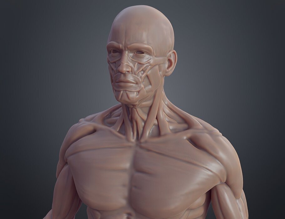 Ecorche for printing 3D OBJ Model — view 2