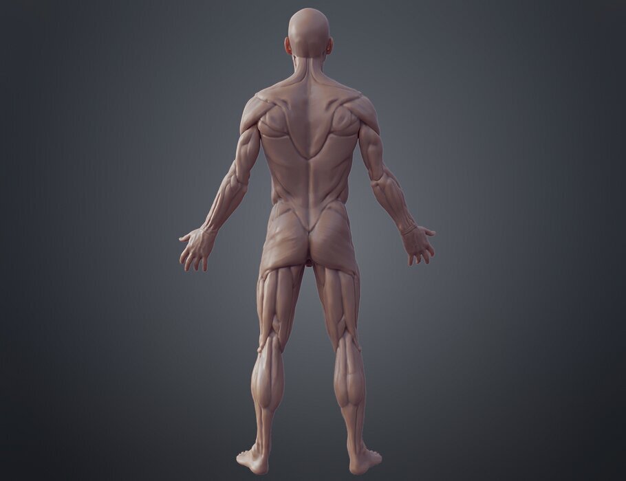 Ecorche for printing 3D OBJ Model — view 3
