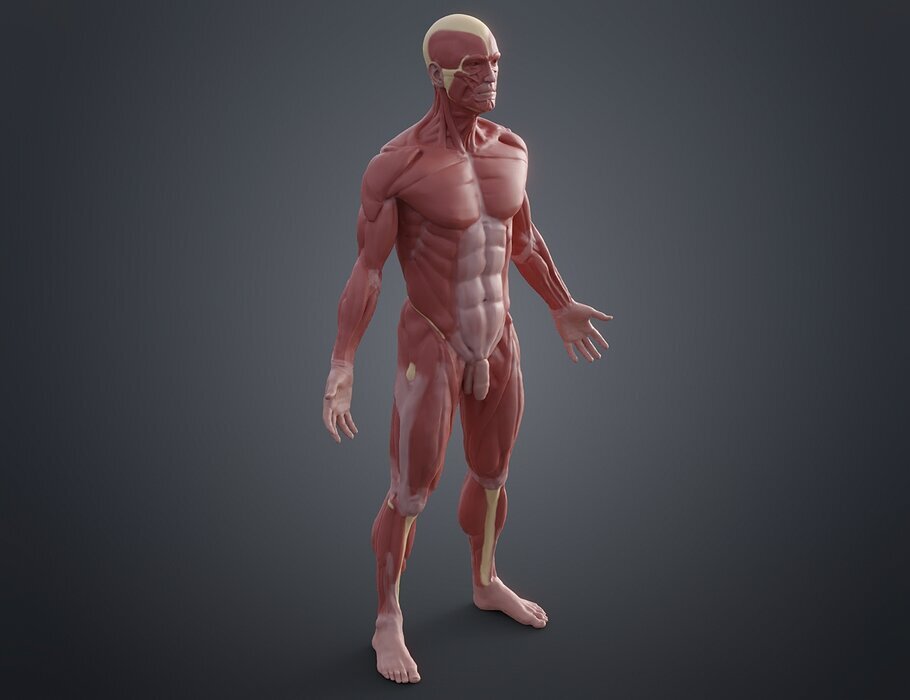 Ecorche for printing 3D OBJ Model — view 4