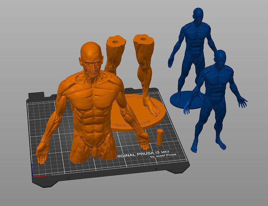 Ecorche for printing 3D OBJ Model — view 6