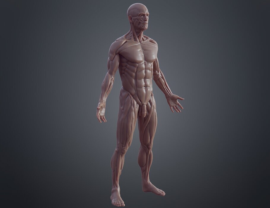 Ecorche for printing 3D OBJ Model — view 7