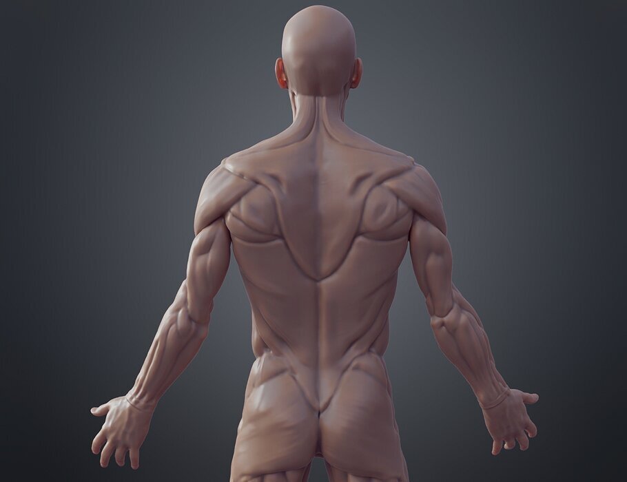 Ecorche for printing 3D OBJ Model — view 8